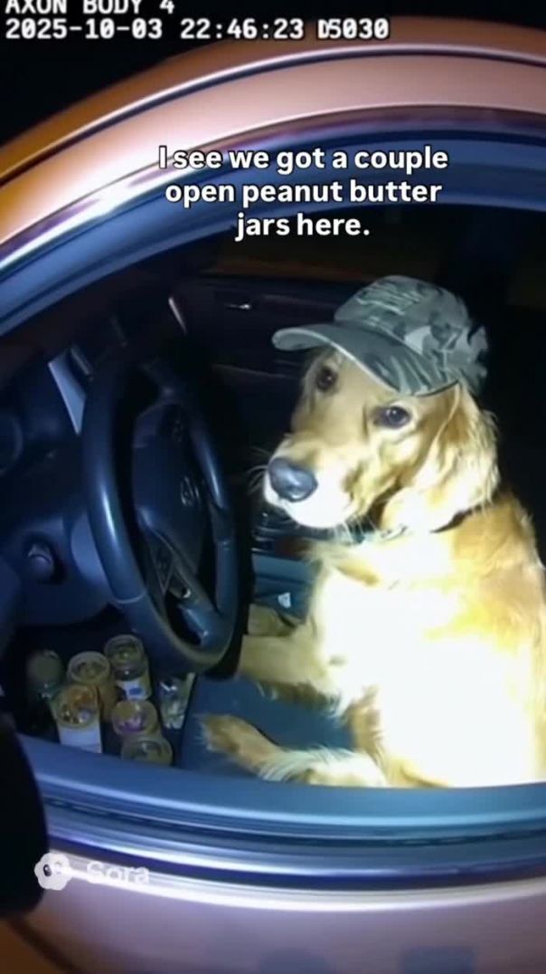 lol 🐶🐶