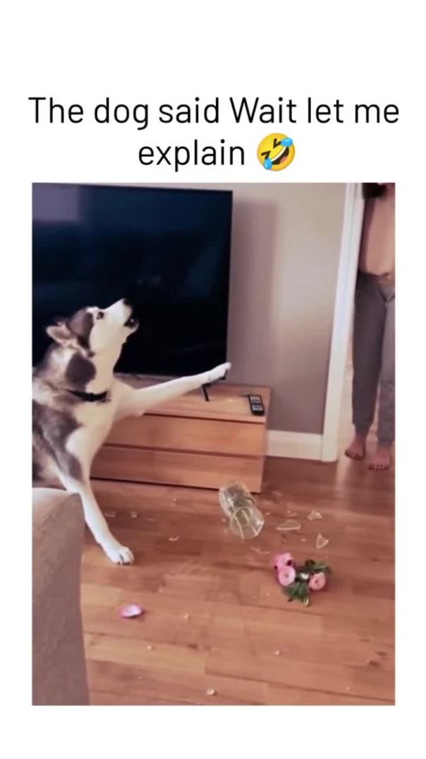 The dog said let me explain ❤️❤️🐕