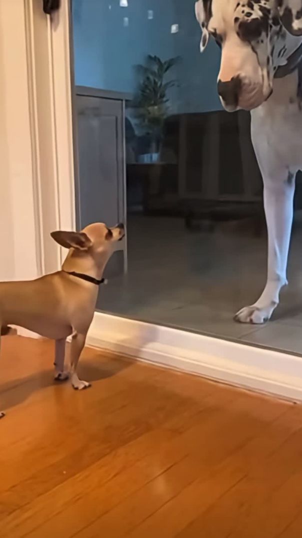 Until the door opens…🤣🤣🤣