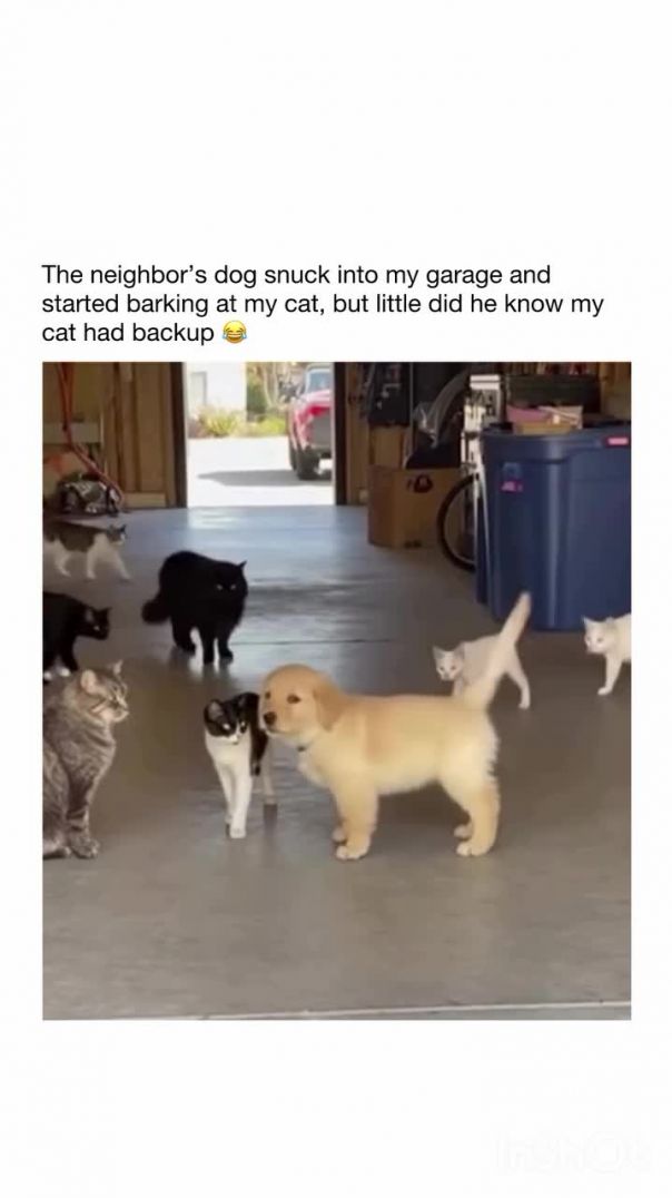 our oga surrendered 🤣