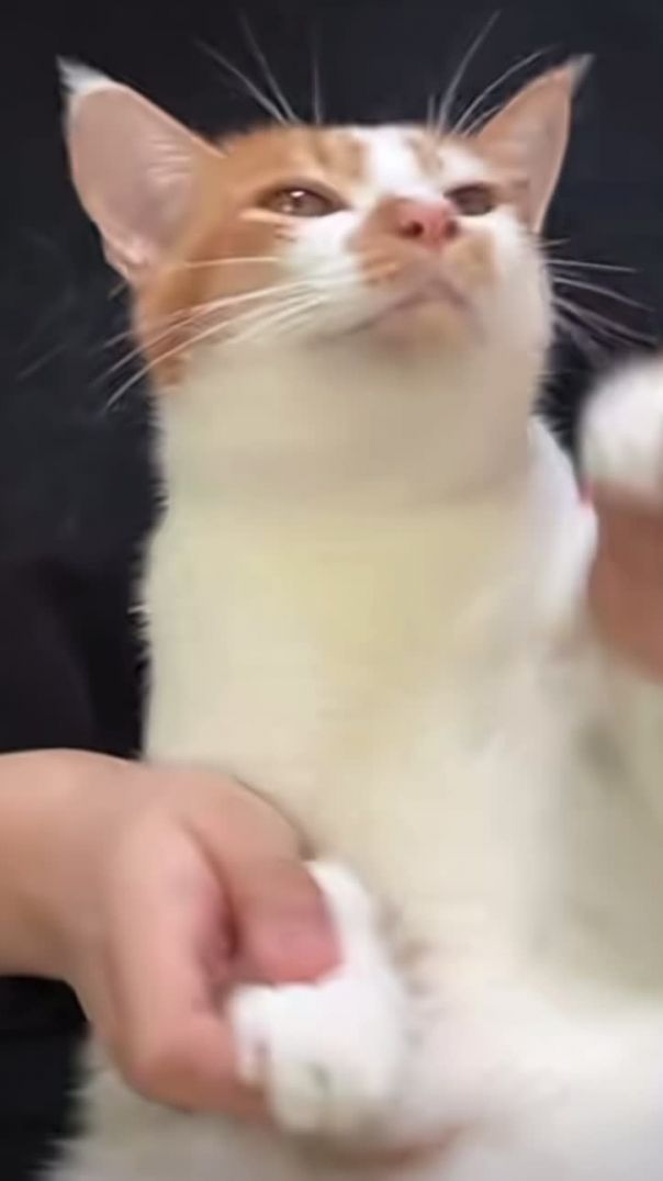 🐈 🥺❤️❤️❤️