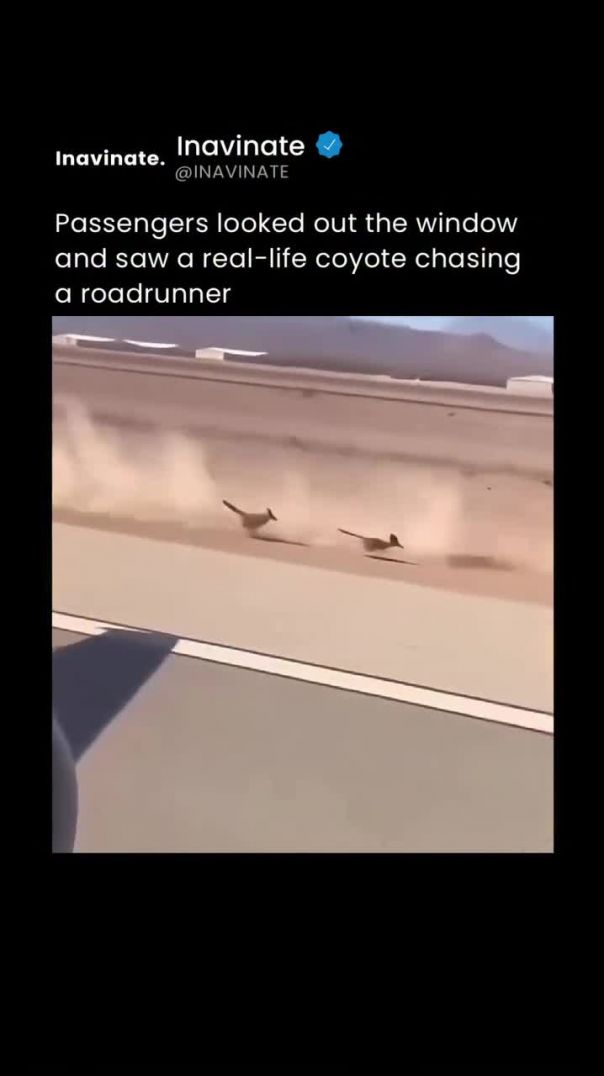 Coyote chasing a roadrunner in real life 🫣
