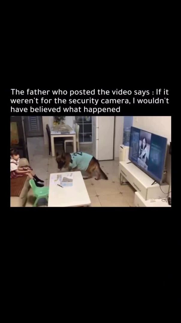 German shepherds are well known for their intelligence 🐾🐕