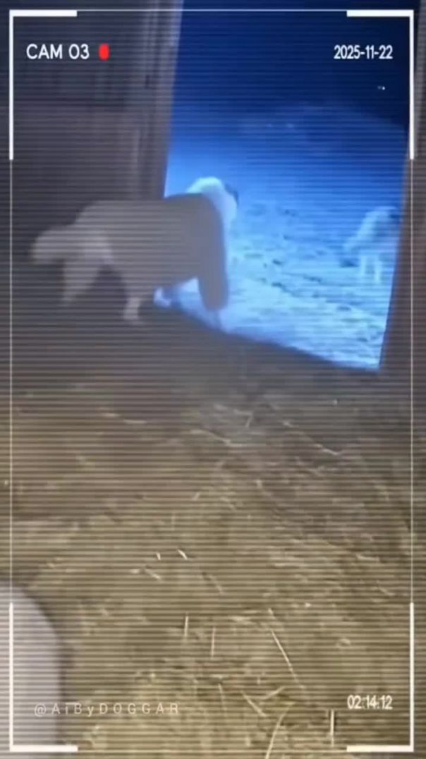 All the dog wanted was a peaceful nap 🐶