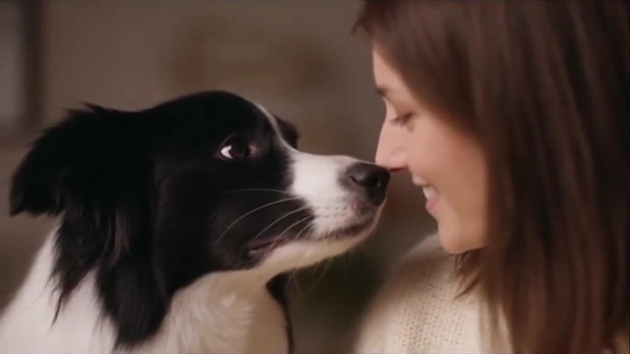 A Quietly Funny Moment Between a Cute Dog and Its Owner That Says Everything Without Words