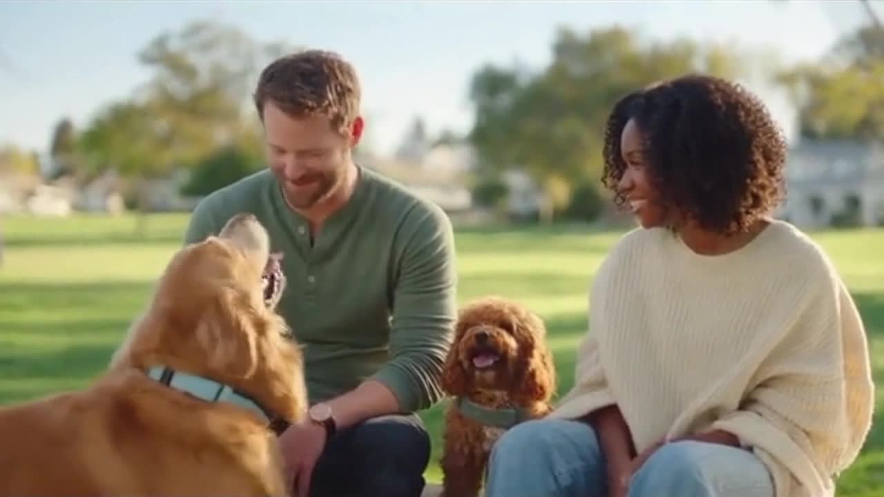 Cute Dogs and Their Humans Sharing a Funny, Heartwarming Moment in Bright Sunlight