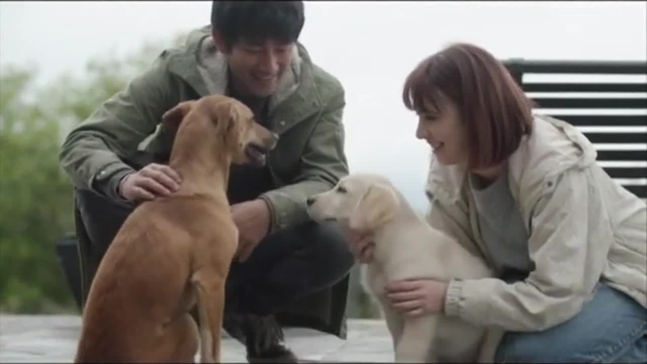 A Quietly Funny Moment Between Cute Dogs and Their Human Owners in Everyday Life