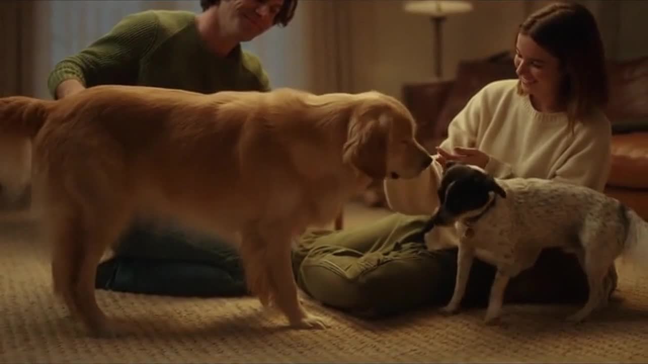 Cute Dogs Sharing Playful and Heartwarming Everyday Moments With Their Human Owners