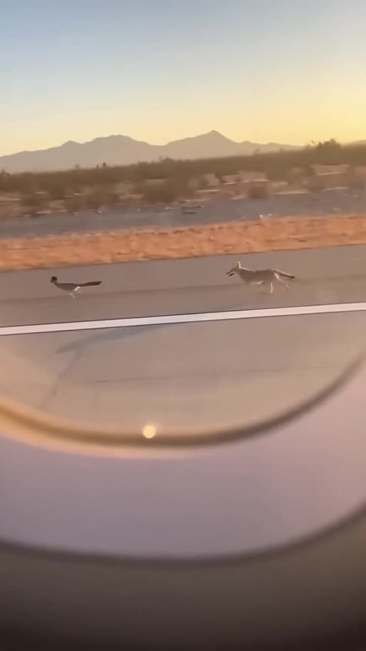 Coyote vs Roadrunner
