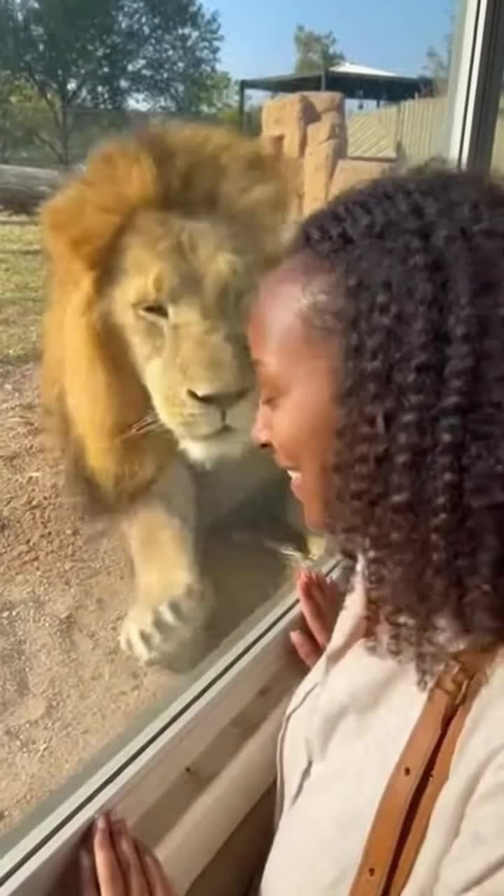 A viral video of a woman starring at a male lion through a glass barrier sparked hilarious “men will