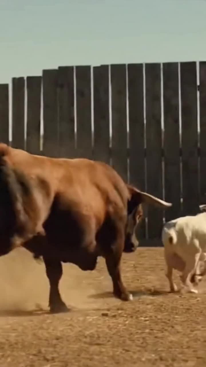 Cow vs goaty